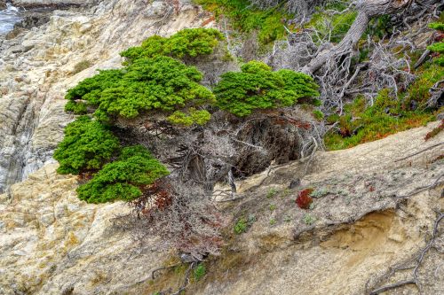 Young cypress