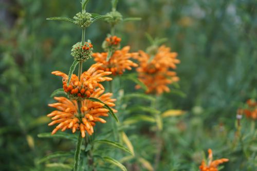 Flowers 1