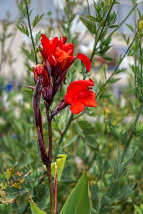 Flowers 2