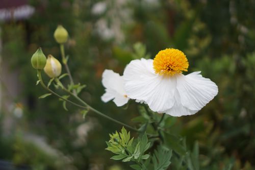 Flowers 3